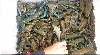 澳洲龙虾
