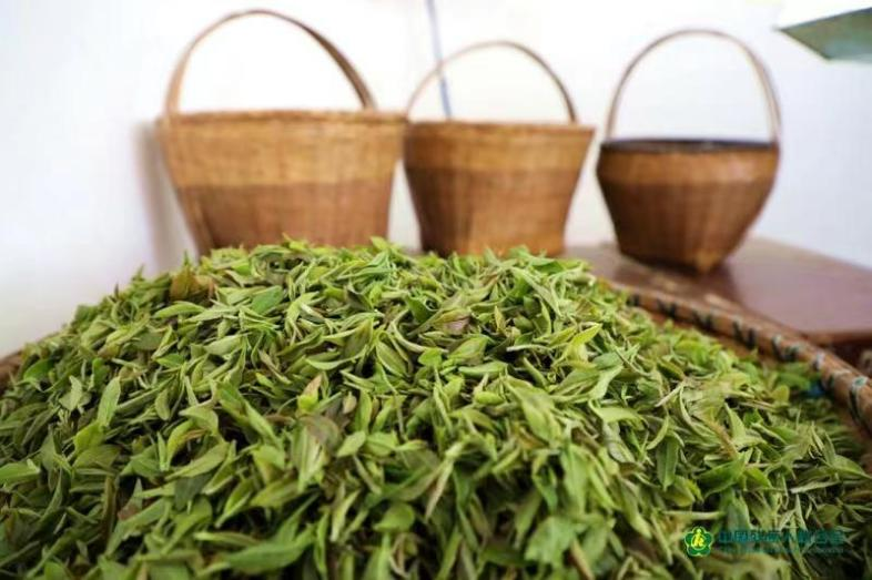 孔叹桥绿茶