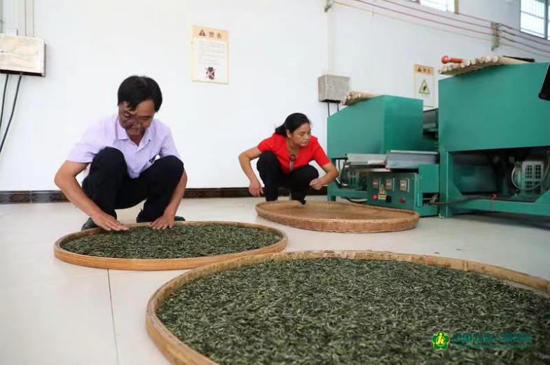 青花韵绿茶